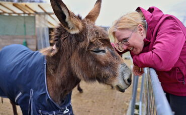 Die betagte Hauseselin Ronja schmust mit Sandra Wetzel, die auf dem Gnadenhof mithilft.
