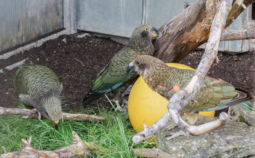 KW 29a Dreifacher Kea-Nachwuchs 15.07.2020 Bild 3