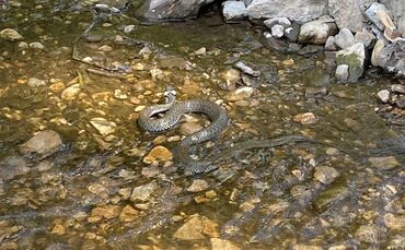 Ringelnatter in der Rems