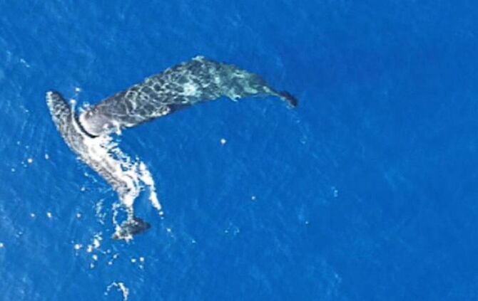 Erstmals gefilmt: Pottwale nutzen Kopf als Rammbock