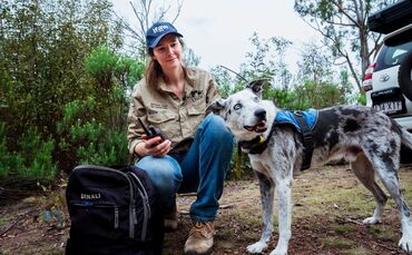 Koala-Spürhund Bear