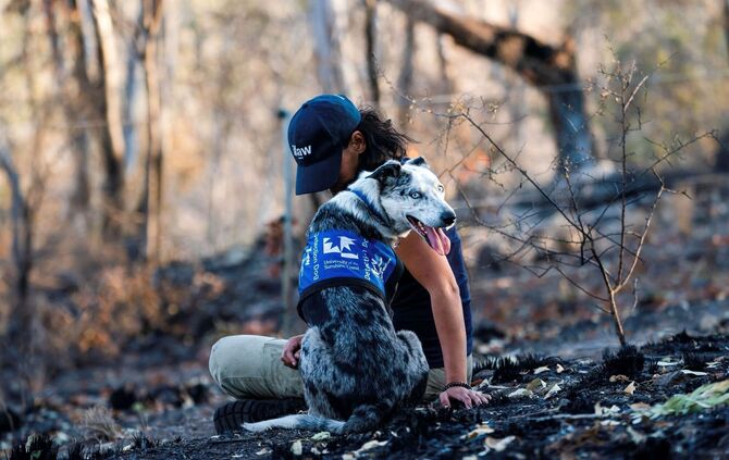 Koala-Spürhund Bear