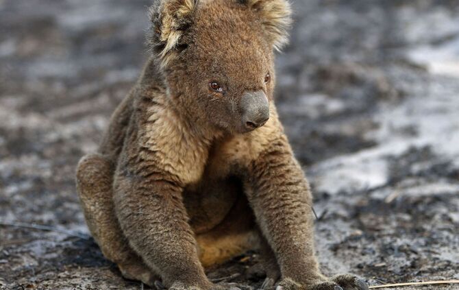 Verletzte Koalas bei Buschbränden