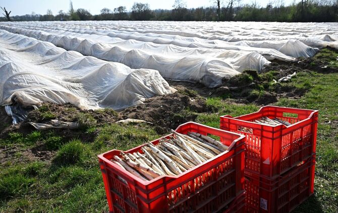 Teure Handarbeit: Spargelanbau in Deutschland. (Archivbild)