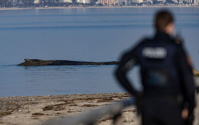 Wal an der Ostseeküste gestrandet – Rettung läuft
