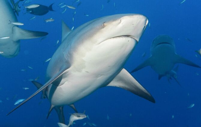 Haie in Australien