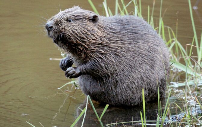 Abschuss von Bibern soll erleichtert werden