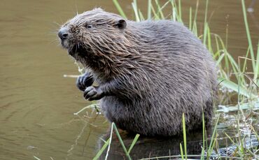Abschuss von Bibern soll erleichtert werden