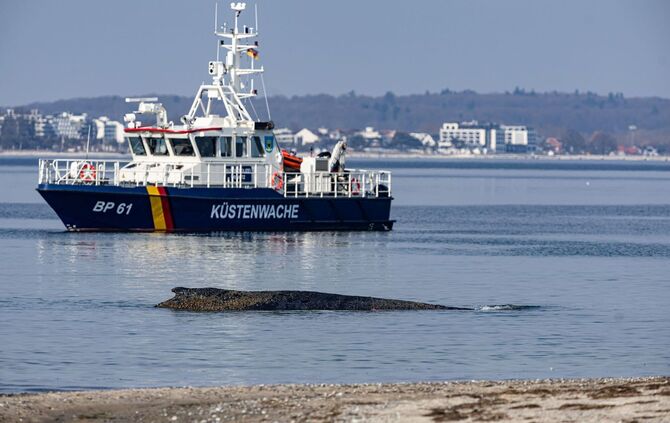 Wal an der Ostseeküste gestrandet – Rettung läuft