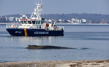 Wal an der Ostseeküste gestrandet – Rettung läuft