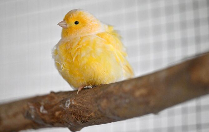 Ein Kanarienvogel sorgte für einen ungewöhnlichen Anblick auf einem Parkplatz an der A81. (Symbolbild)