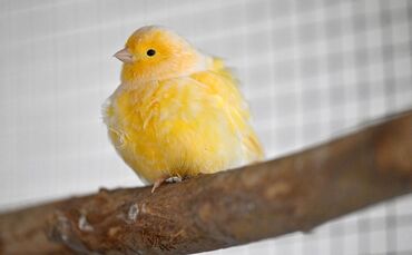 Ein Kanarienvogel sorgte für einen ungewöhnlichen Anblick auf einem Parkplatz an der A81. (Symbolbild)