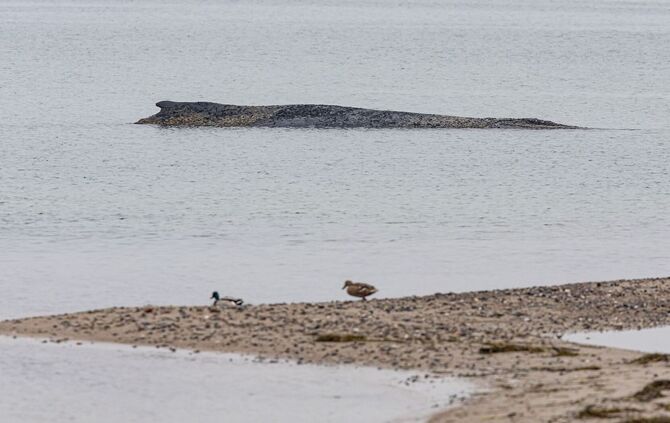 Wal an der Ostseeküste gestrandet