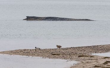Wal an der Ostseeküste gestrandet