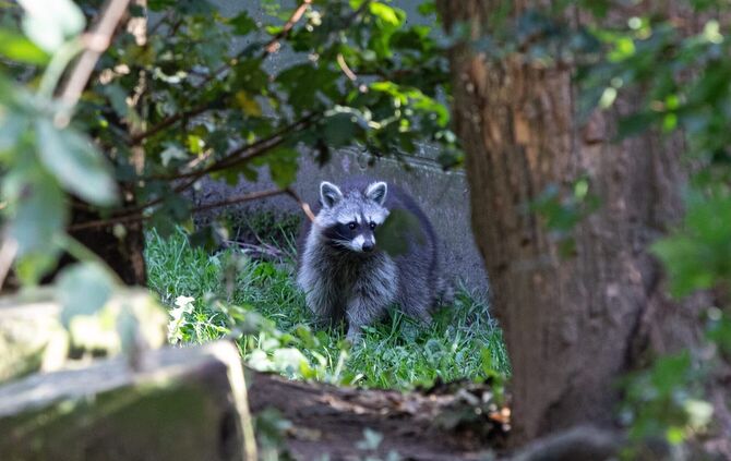 Der Waschbär jagt gerne Amphibien - und geht dabei nicht zimperlich vor.