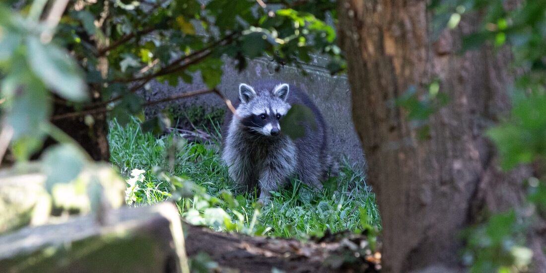 Der Waschbär jagt gerne Amphibien - und geht dabei nicht zimperlich vor.