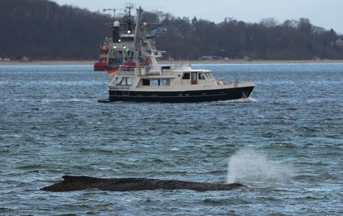 Wal an der Ostseeküste gestrandet
