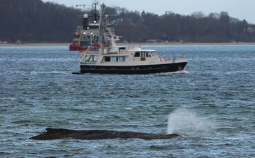 Wal an der Ostseeküste gestrandet