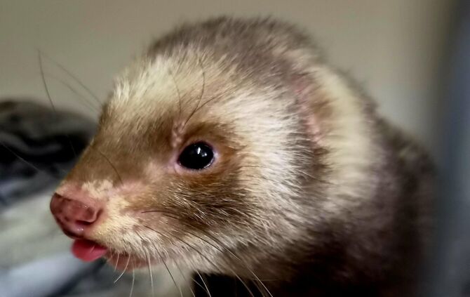 Dieses Frettchen hat sich im Rathaus umgeschaut.