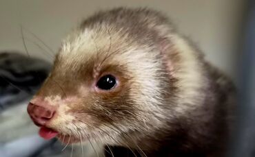 Dieses Frettchen hat sich im Rathaus umgeschaut.