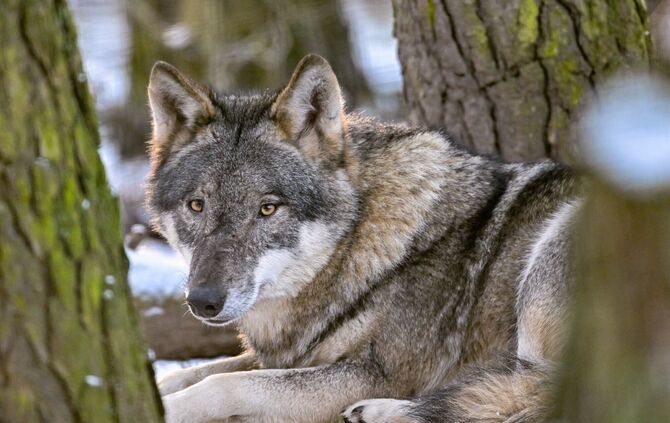 Der Hund stammt vom Wolf ab und begleitet den Menschen schon seit mehr als 15.000 Jahren. (Archivbild)