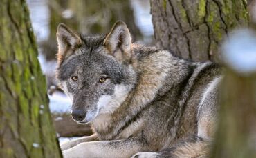 Der Hund stammt vom Wolf ab und begleitet den Menschen schon seit mehr als 15.000 Jahren. (Archivbild)
