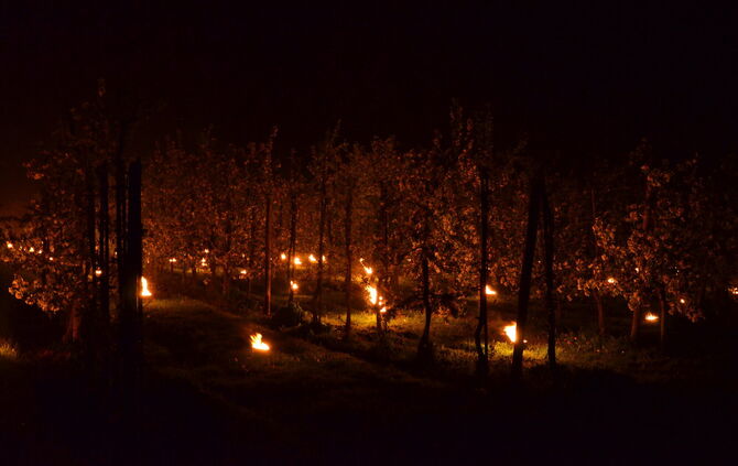 Alle fünf Meter stehen Parrafin-Kerzen zwischen den Obstbaumreihen, um die Luft zu erwärmen.