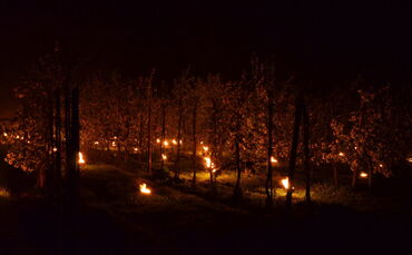 Alle fünf Meter stehen Parrafin-Kerzen zwischen den Obstbaumreihen, um die Luft zu erwärmen.