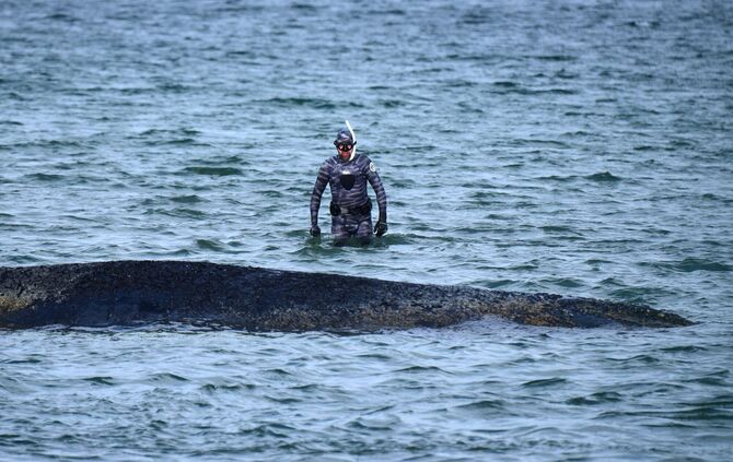 Wal an der Ostseeküste gestrandet