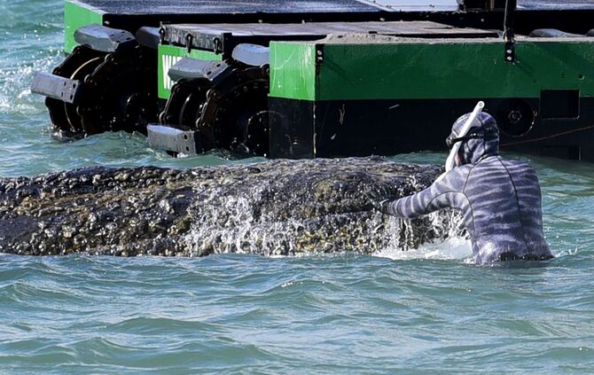 Wal an der Ostseeküste gestrandet