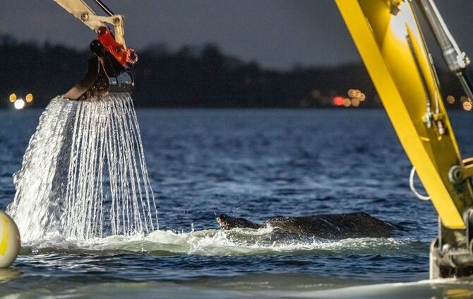 Wal an der Ostseeküste