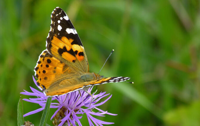 Ein Distelfalter sitzt auf einer violetten Blüte.