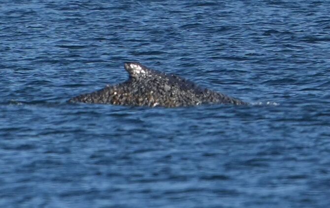 Wal an der Ostseeküste wieder frei
