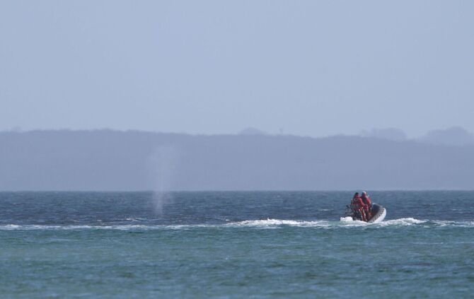 Wal an der Ostseeküste wieder frei