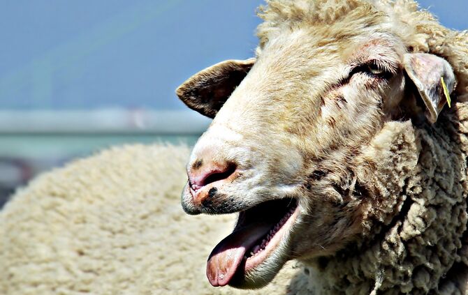 sheep-2298366_1920_0