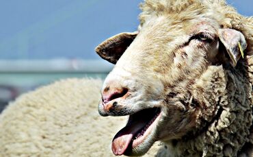 sheep-2298366_1920_0