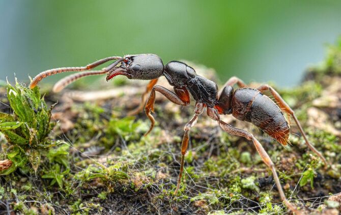 Gefährliche Ameisenart erstmals in Deutschland nachgewiesen