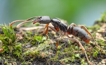 Gefährliche Ameisenart erstmals in Deutschland nachgewiesen