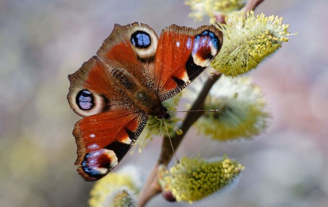 «Auf jeden Fall gehört das Wort Unkraut gestrichen»