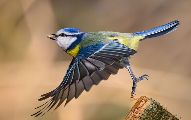 «Auf jeden Fall gehört das Wort Unkraut gestrichen»