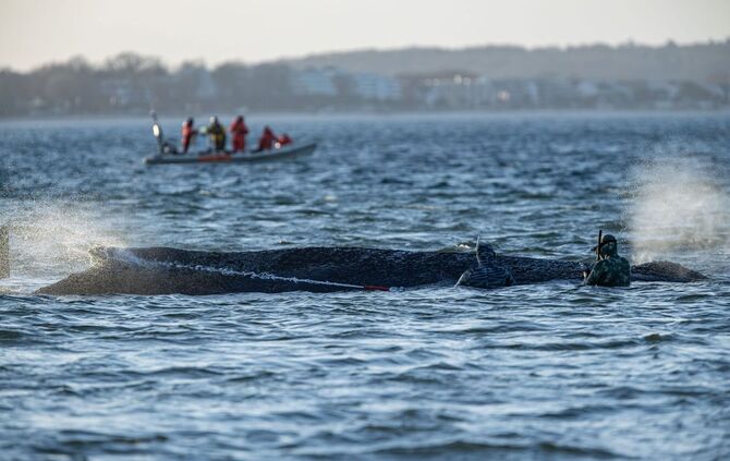 Gestrandeter Wal an der Ostseeküste