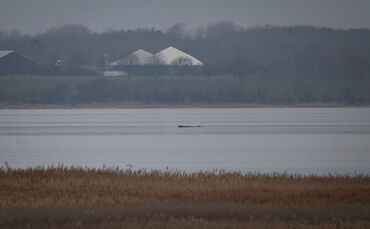 Wal erneut gestrandet