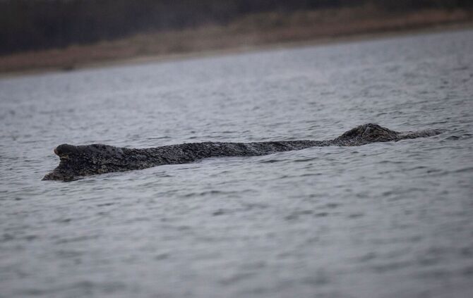 Der in der Ostsee gestrandete Buckelwal.