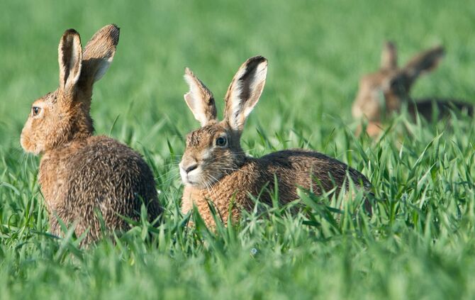 Das milde, trockene Winterhalbjahr 2024/25 und ein frühes, regenarmes Frühjahr haben der Art in die Karten gespielt.(Symbolbild)