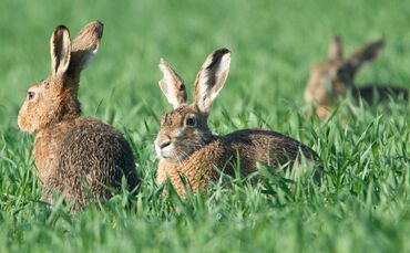 Das milde, trockene Winterhalbjahr 2024/25 und ein frühes, regenarmes Frühjahr haben der Art in die Karten gespielt.(Symbolbild)