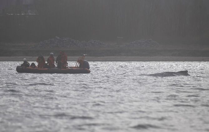 Rettungsaktion für Buckelwal in Wismarer Bucht