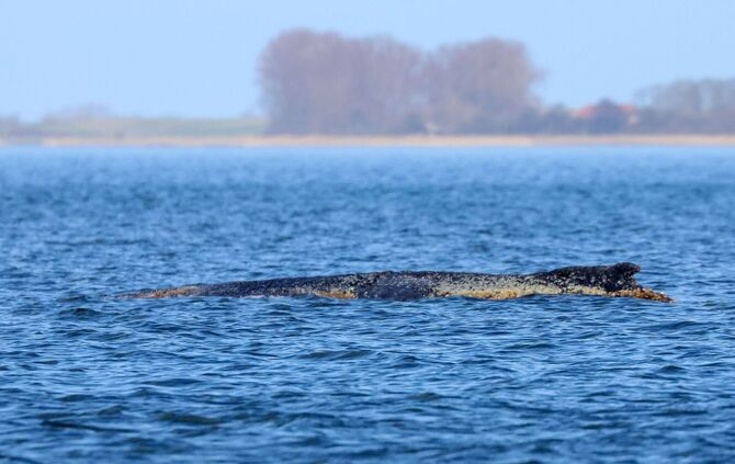 Buckelwal liegt weiter in Wismarbucht