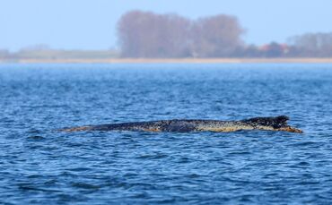 Buckelwal liegt weiter in Wismarbucht