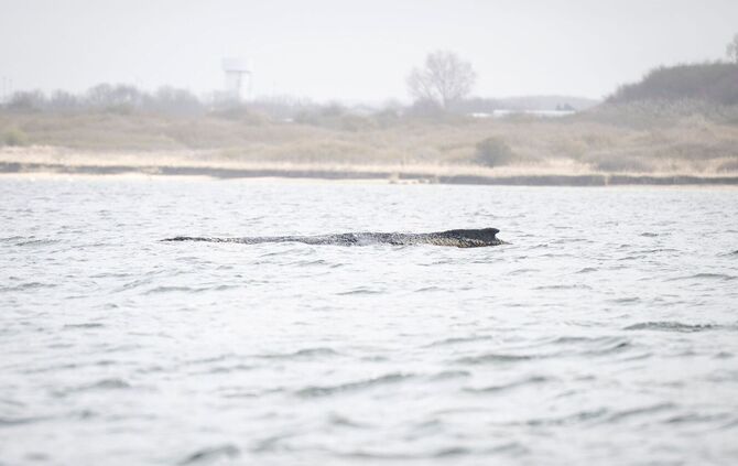 Rettungsaktion für Buckelwal in Wismarer Bucht