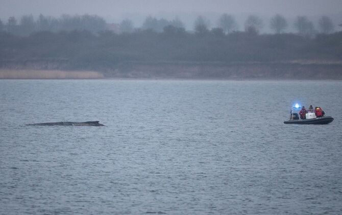 Buckelwal liegt weiterhin in Wismarer Bucht